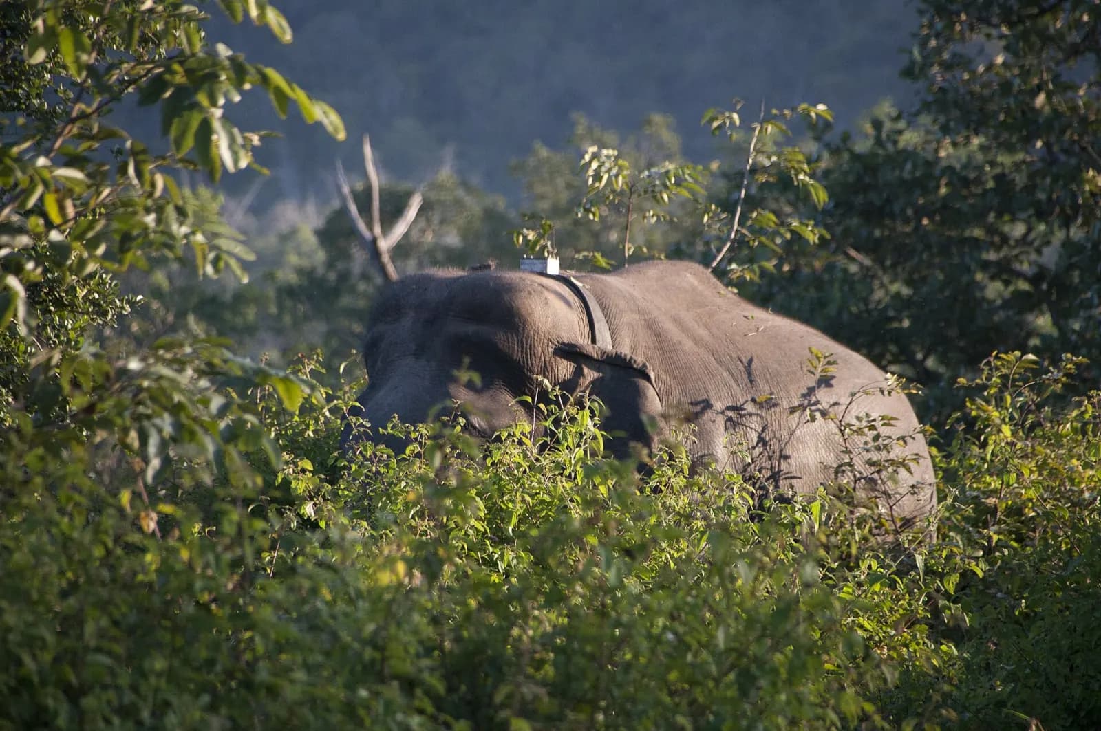 Bandipur & Nagarhole Wildlife Safari Weekend