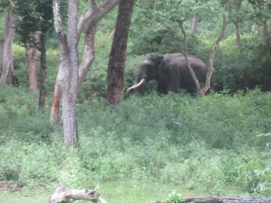 Bandipur & Nagarhole Wildlife Safari Weekend photo 3