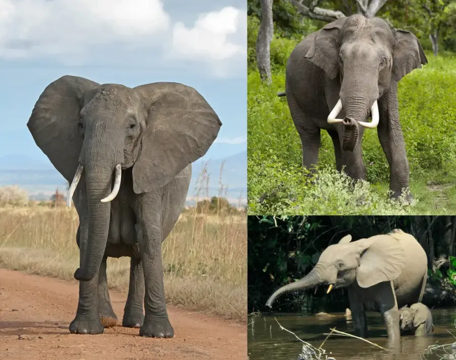 Bandipur & Nagarhole Wildlife Safari Weekend photo 4