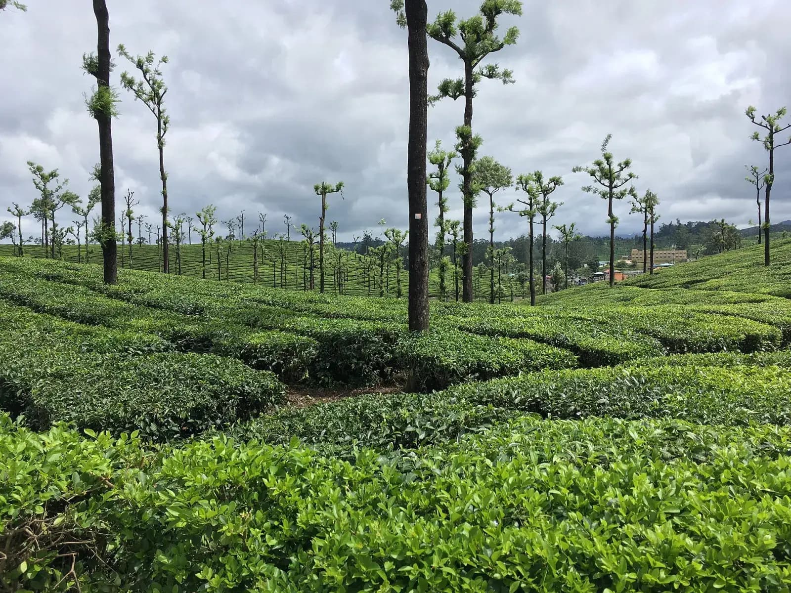 Valparai Tea Estates & Anamalai Wildlife Drive