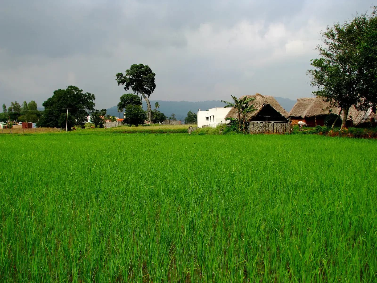 Yelagiri